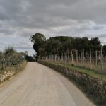 Strade bianche Pianella